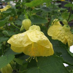Abutilon Yellow Finch