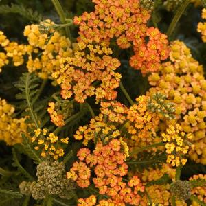 Achillea millefolium Milly Rock™ Yellow Terracotta