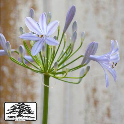 Agapanthus africanus Blue