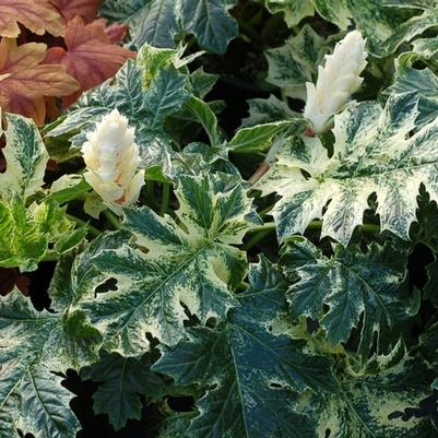 Acanthus Whitewater