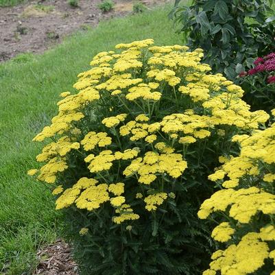 Achillea Firefly Sunshine