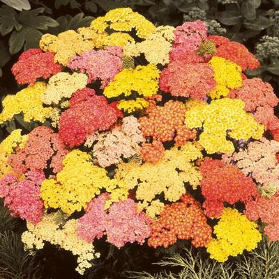Achillea millefolium Summer Pastels