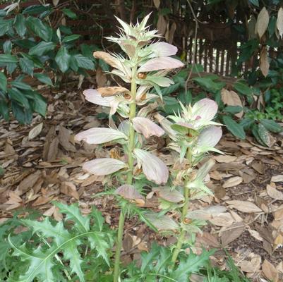 Acanthus spinosus