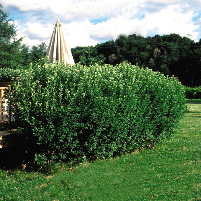 Amelanchier canadensis Rainbow Pillar&reg;