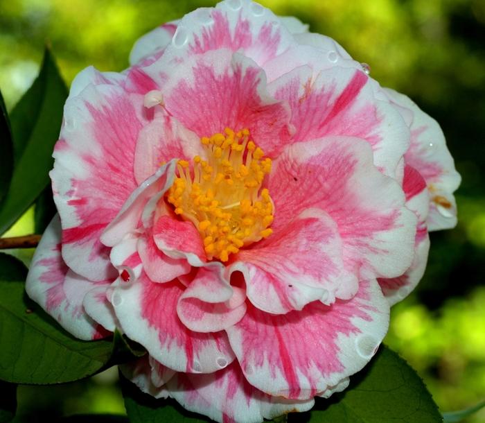 Camellia japonica Herme
