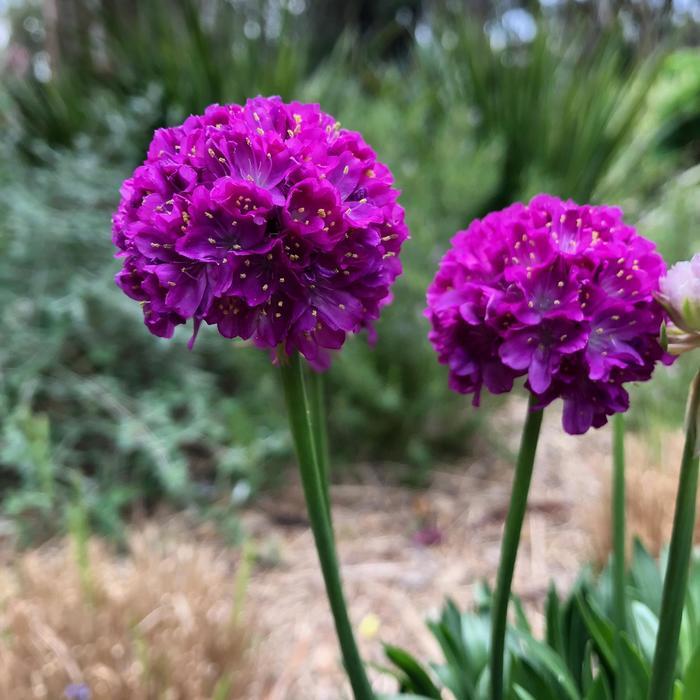 Armeria pseudarmeria Dreameria® Vivid Dreams