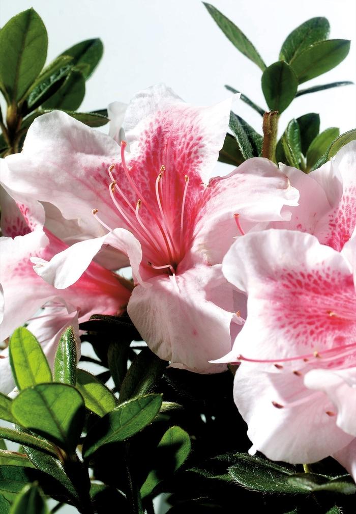 Rhododendron Encore® Autumn Chiffon™