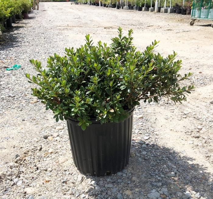 Rhododendron Satsuki hybrid Gumpo Pink