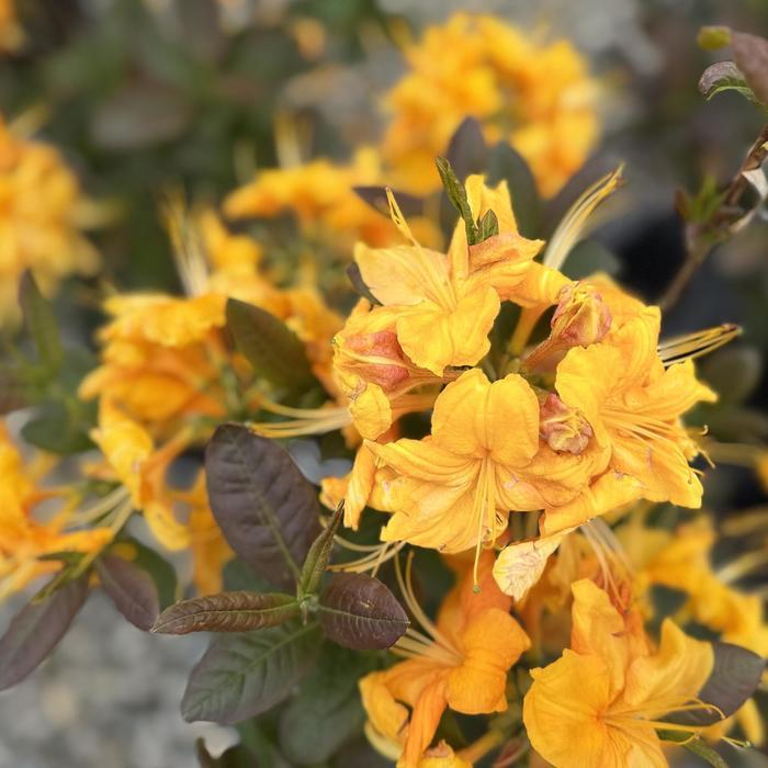 Rhododendron Exbury hybrid Klondyke