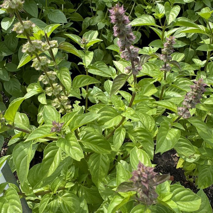 Ocimum basilicum Everleaf Lemon