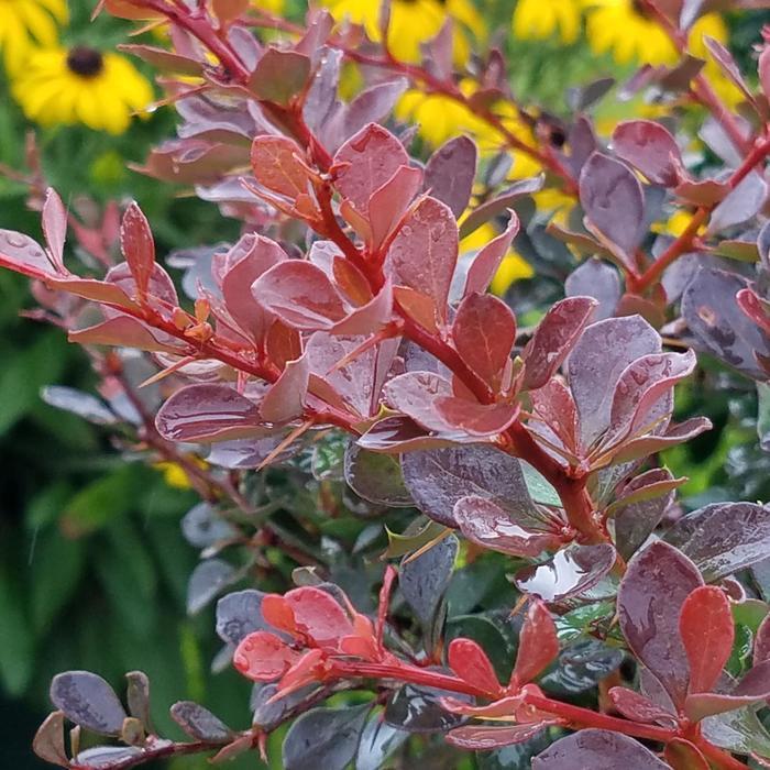 Berberis Worry free&reg; Crimson Cutie&reg;