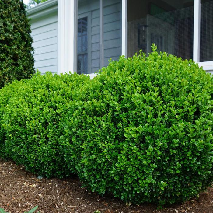 Buxus NewGen Freedom®