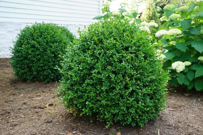 Buxus NewGen Independence®