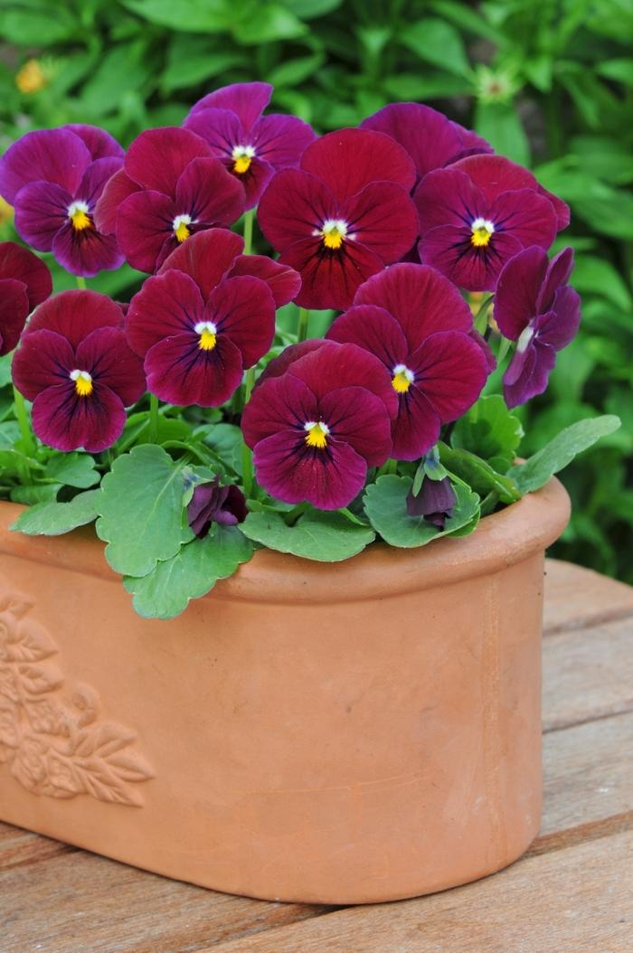 Viola cornuta Sorbet® Carmine Rose