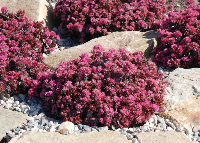 Sedum Sunsparkler&reg; Blue Elf