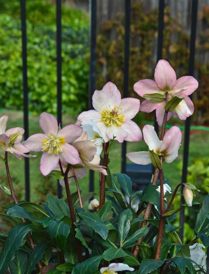 Helleborus HGC® Jacob