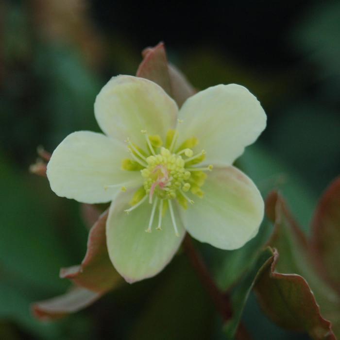 Helleborus HGC&reg; Mahogany Snow