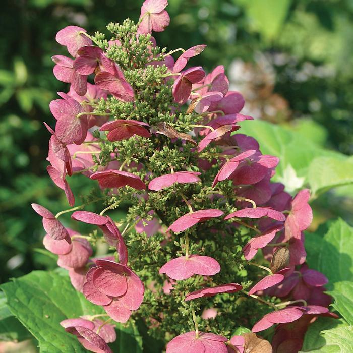 Hydrangea quercifolia Amethyst