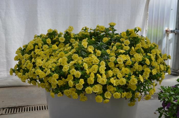 Calibrachoa MiniFamous® Double Lemon