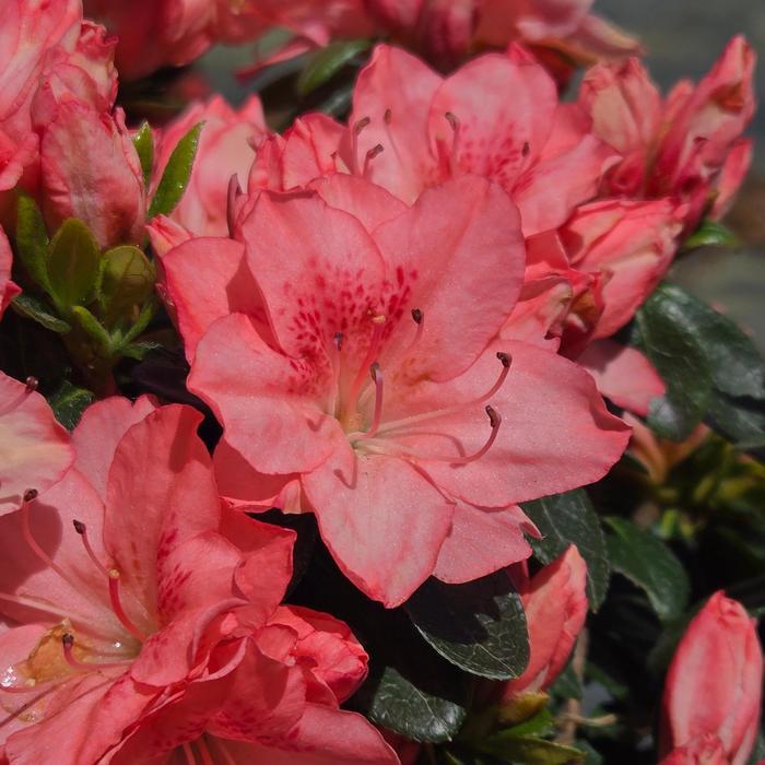 Rhododendron Karume hybrid Blaauw's Pink
