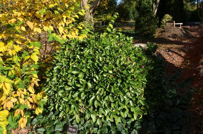 Aucuba japonica 
