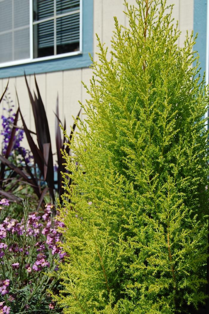 Cupressus macrocarpa Wilma Goldcrest