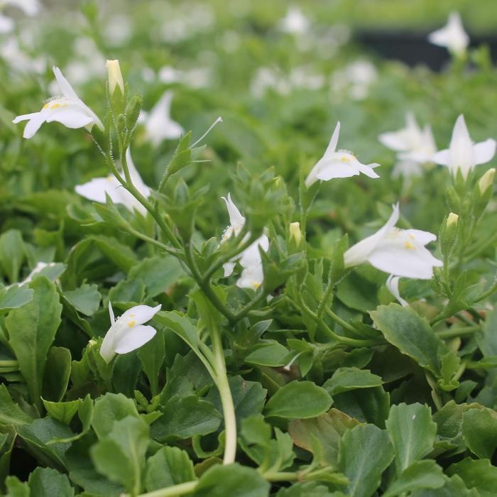 Mazus reptans Alba