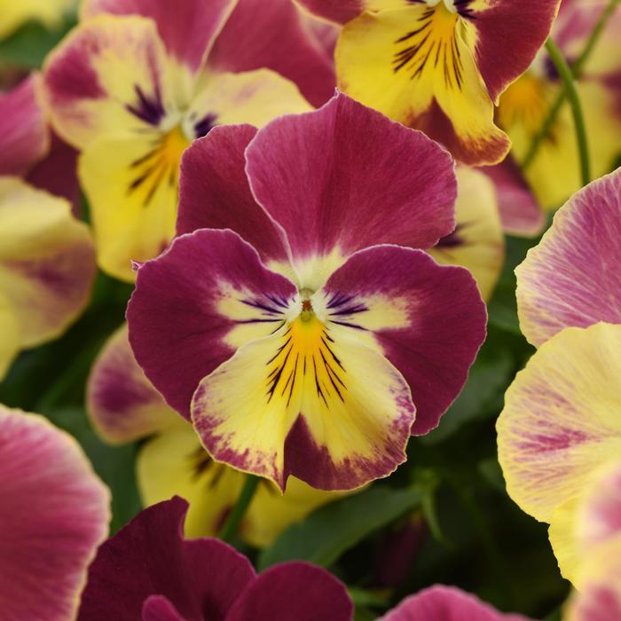 Viola x wittrockiana Cool Wave® Strawberry Swirl