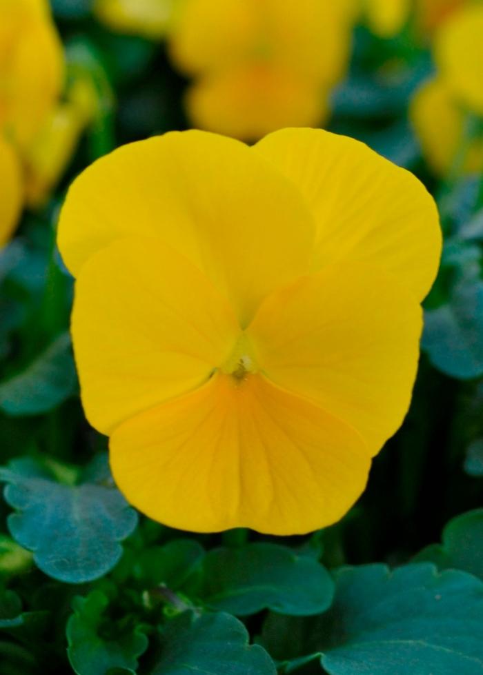 Viola cornuta Sorbet® XP Yellow