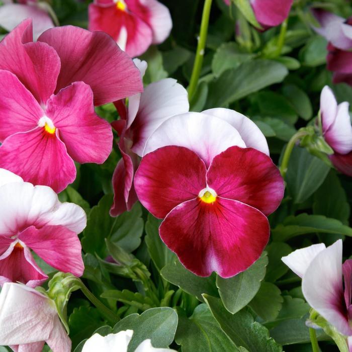 Viola cornuta ColorMax Beacon™