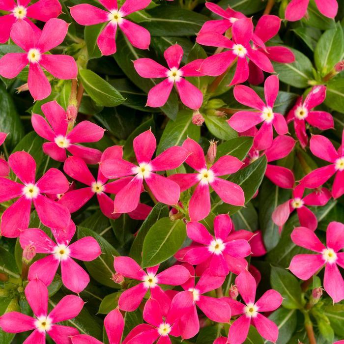Catharanthus Soiree kawaii® Coral