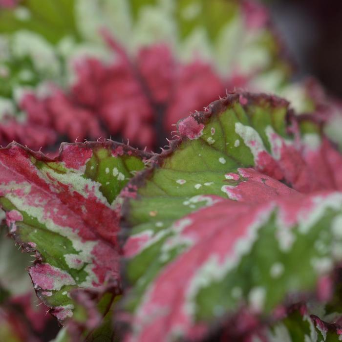 Begonia rex-cultorum Shadow King® Strawberry Sherbert