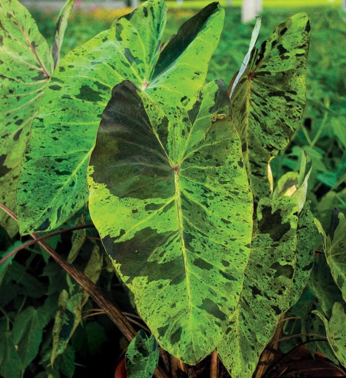 Colocasia esculenta Mojito
