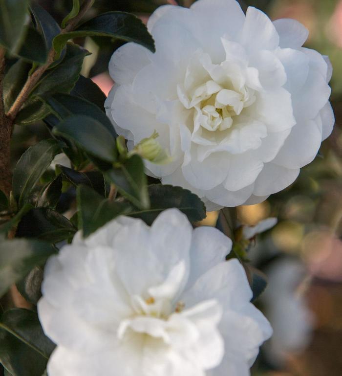 Camellia sasanqua October Magic® Ivory