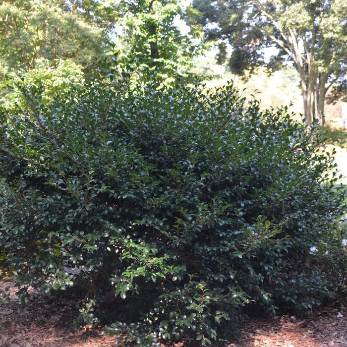 Camellia sasanqua Our Linda