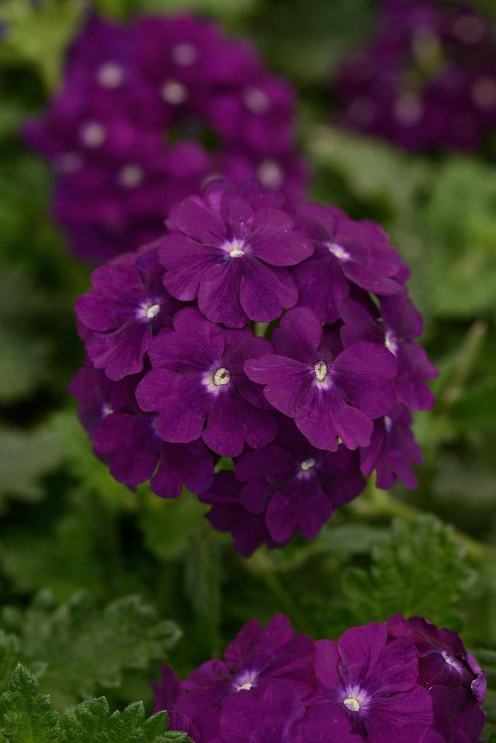 Verbena peruviana Firehouse™ Purple