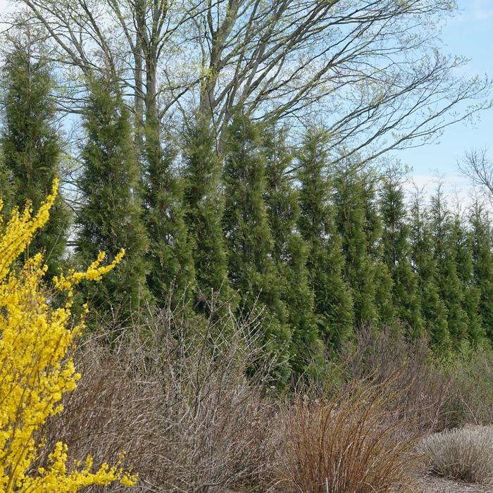 Thuja occidentalis Full Speed a Hedge&reg;