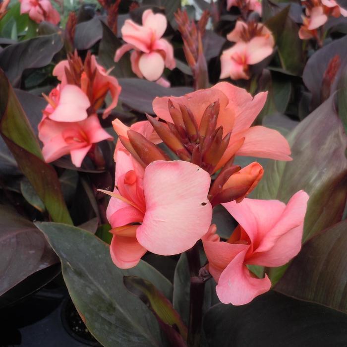 Canna x generalis Cannova® Bronze Peach