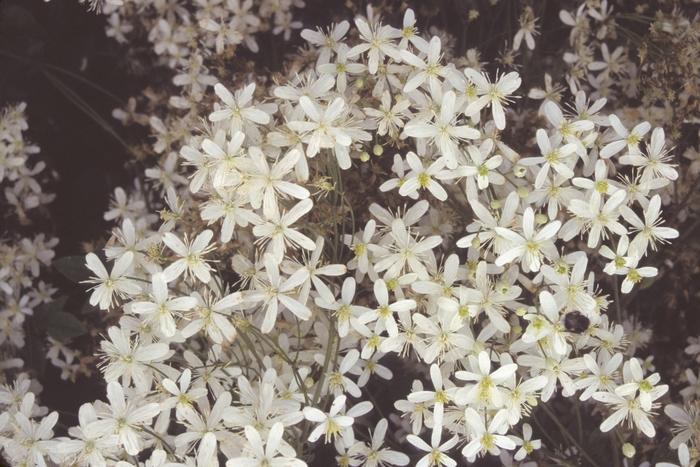 Clematis terniflora 