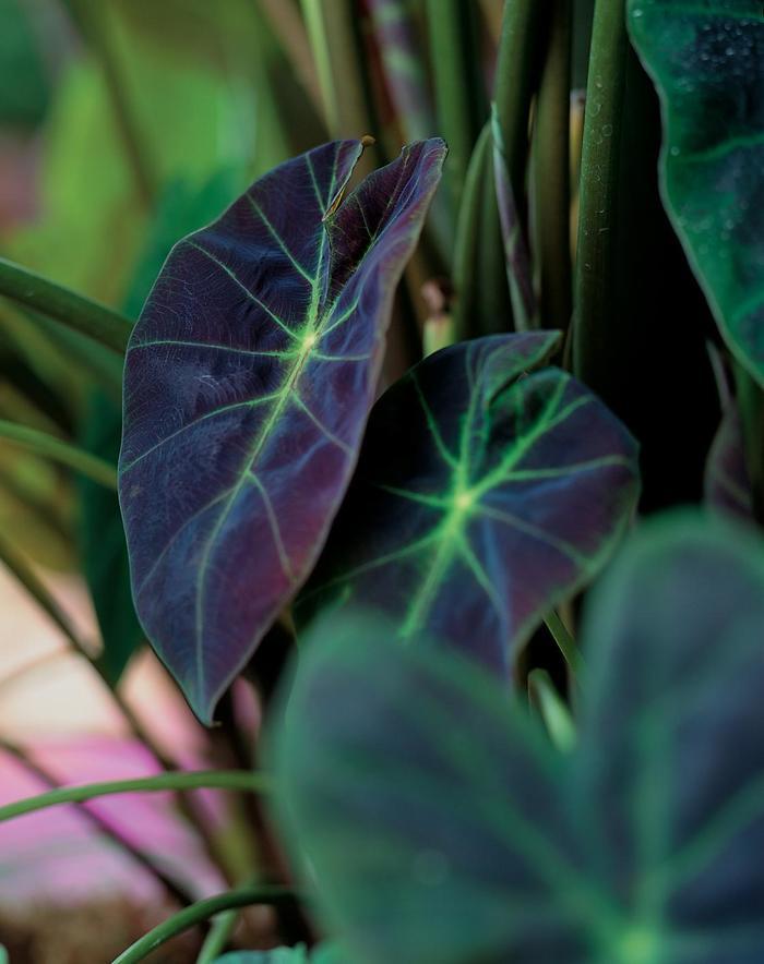 Colocasia esculenta Illustris