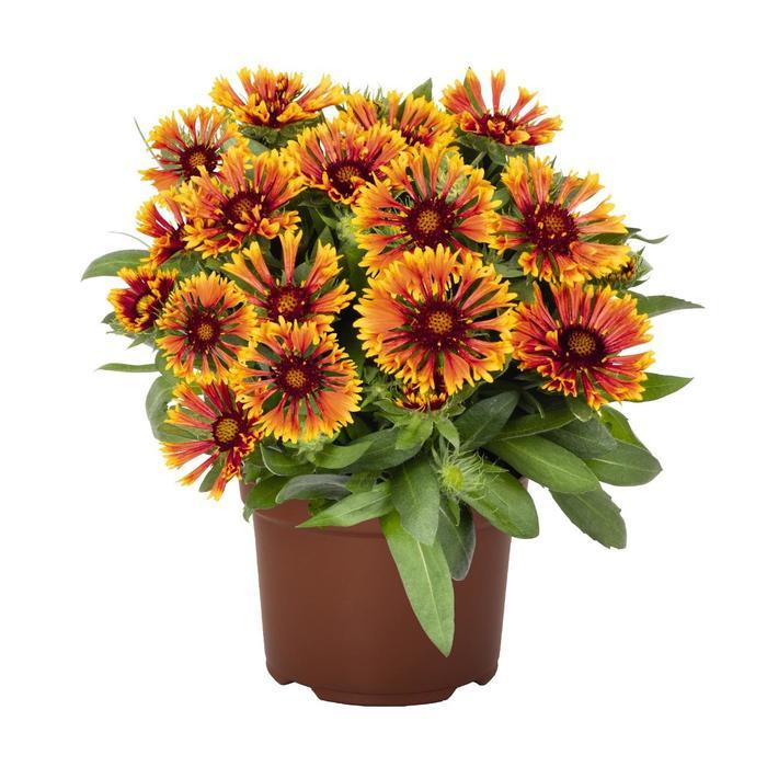 Gaillardia SpinTop™ Mariachi Copper Sun