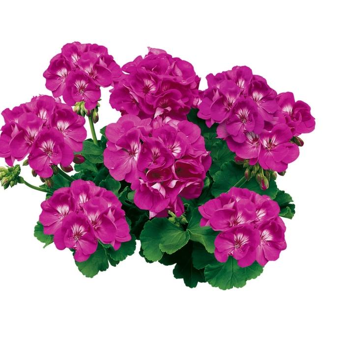 Pelargonium x hortorum Americana® Orchid