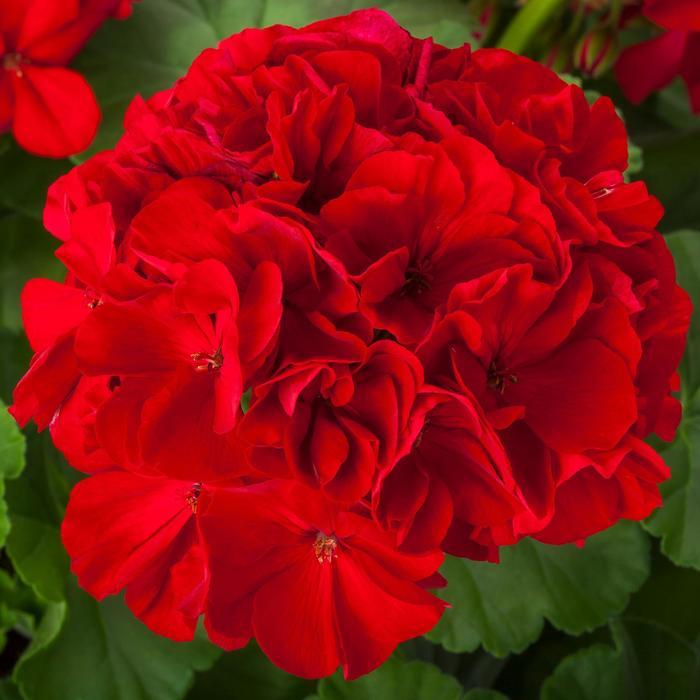 Pelargonium Calliope® Large Red 