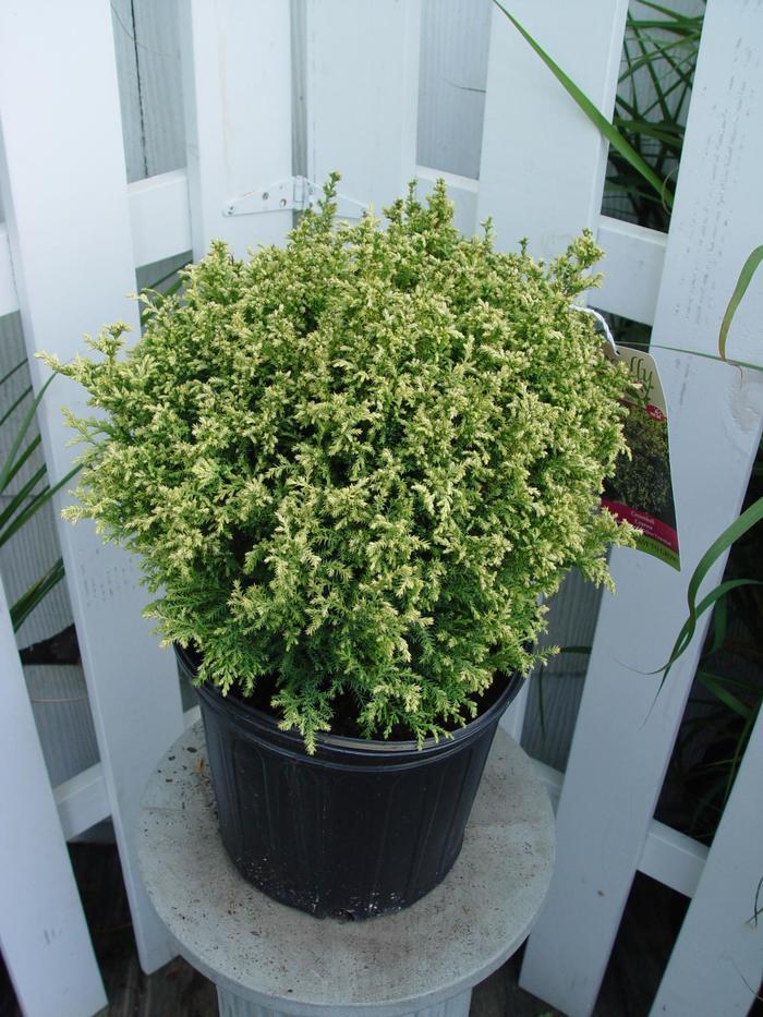 Chamaecyparis pisifera Cream Ball