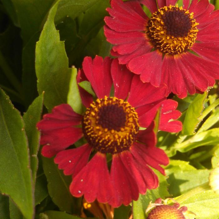 Helenium autumnale Mariachi&trade; Salsa