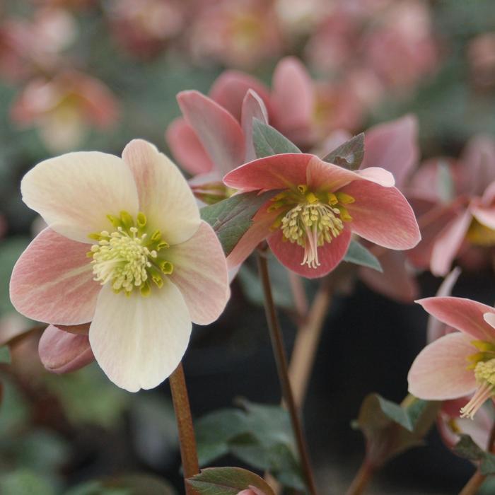 Helleborus Gold Collection&reg; Merlin