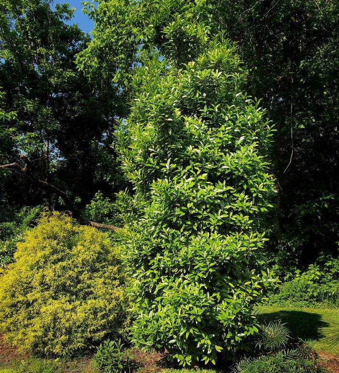Ilex integra x latifolia Screen Play