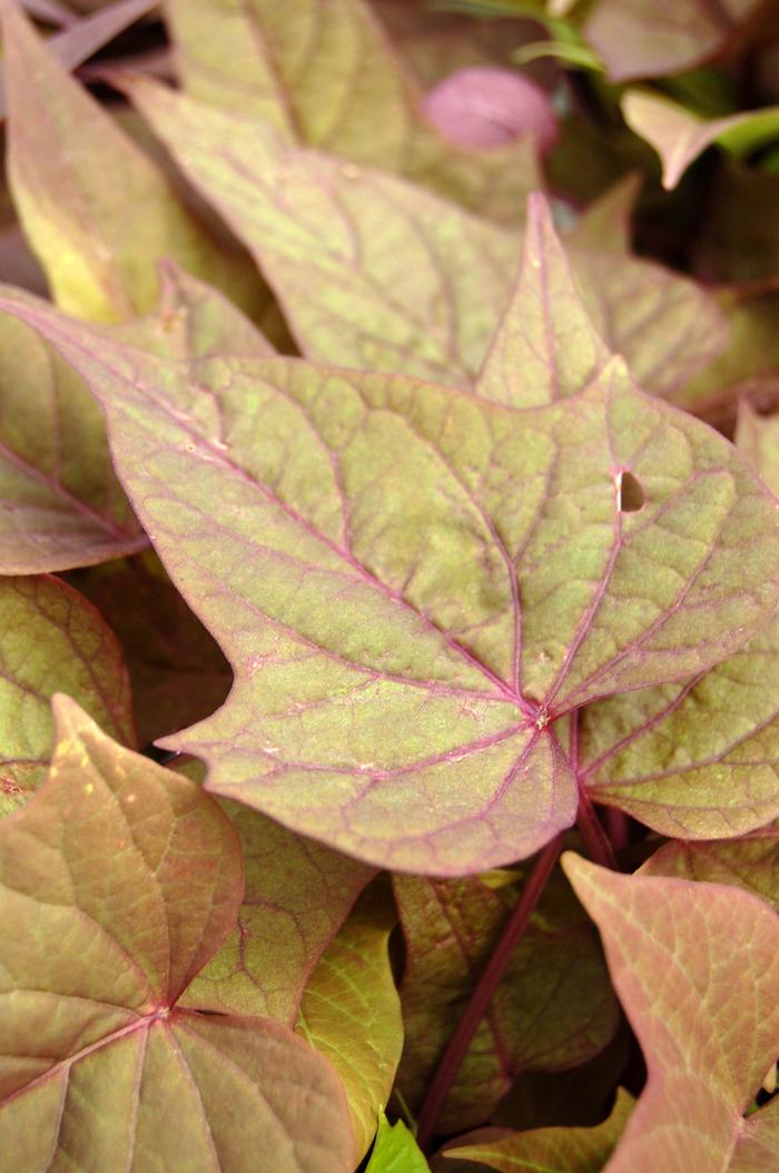 Ipomoea batatas Bright Ideas Rusty Red