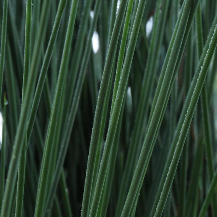 Juncus inflexus ColorGrass® Blue Arrows