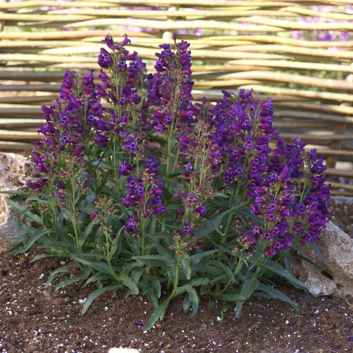 Penstemon spectabilis Purple Riding Hood